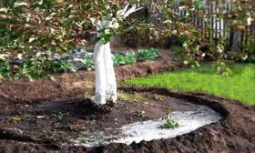 Полив яблоня звездочка