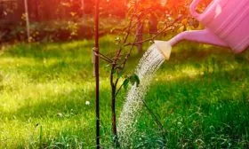 Поливной режим яблони Ред Делишес