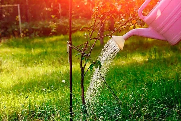 Поливной режим яблони Ред Делишес