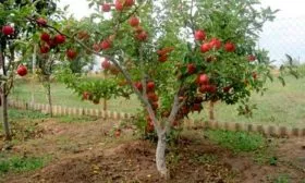 Полукарликовые яблони Звёздочка