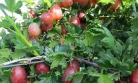 populyarnyy-kryzhovnik-sorta-pakс на главную