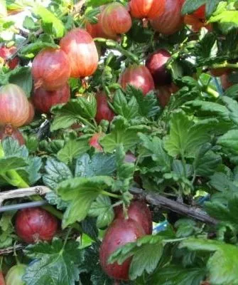 populyarnyy-kryzhovnik-sorta-pakс на главную