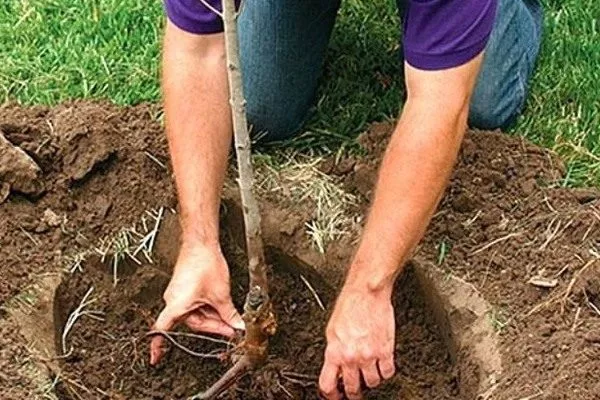 посадка хурмы Гора Говерла