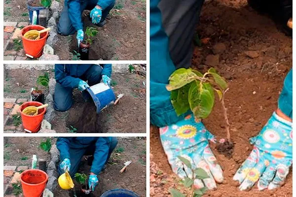 Посадка хурмы Персимон