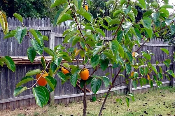 Посадка хурмы Персимон2