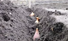 посадка лука Глобус