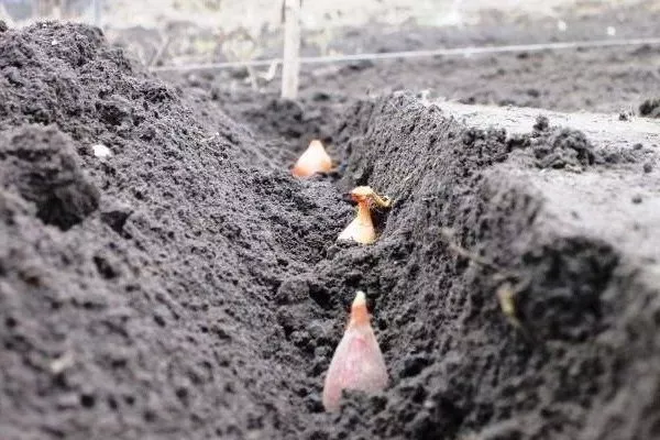 посадка лука Глобус