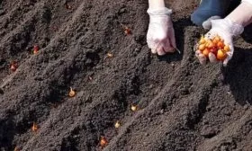 посадка лука Классика