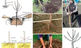 Посадка саженца яблоня Фуджи