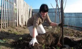 Посадка саженца яблоня Орлик