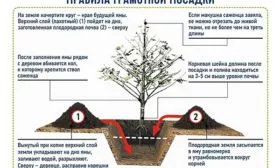 Посадка яблони Алеся
