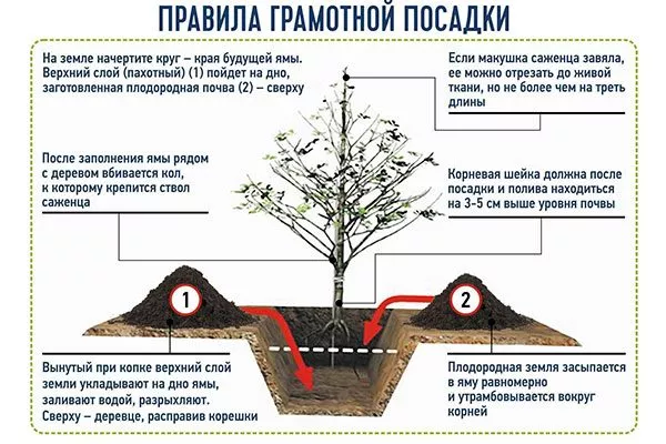Посадка яблони Алеся