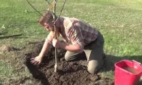 посадка яблони Аркадик