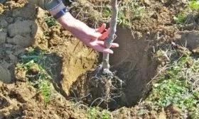 посадка яблони Бренди Мэджик