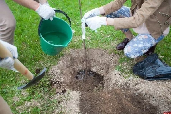 посадка яблони Чёрный бриллиант