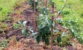 посадка яблони Джеромини