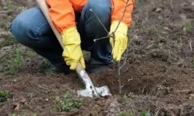 посадка яблони Имрус