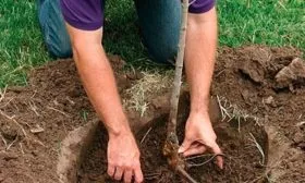 посадка яблони Лобо