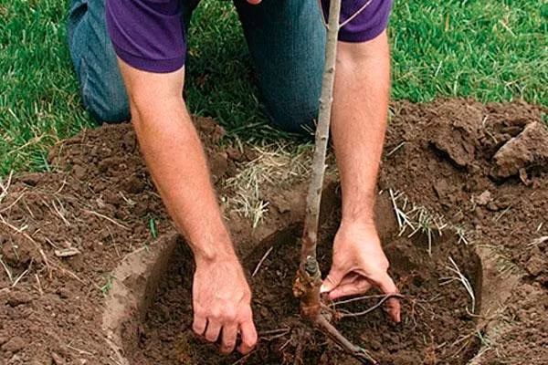 посадка яблони Лобо