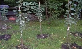 посадка яблони Медок