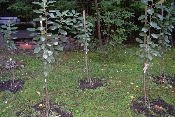 посадка яблони Медок