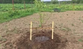 посадка яблони Народное