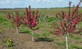 посадка яблони Ола