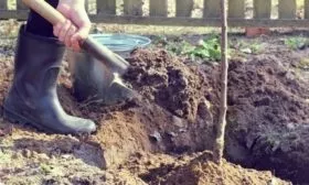 посадка яблони Останкино