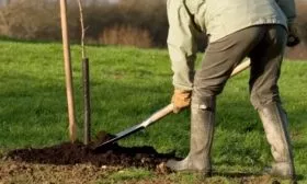 посадка яблони Пепин шафранный