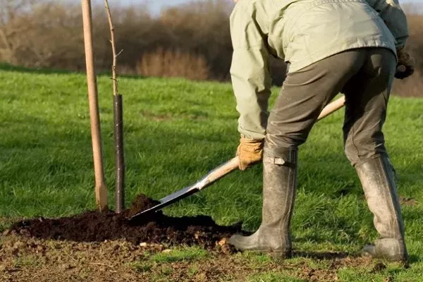 посадка яблони Пепин шафранный