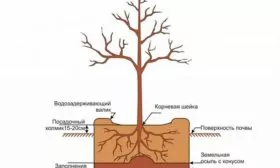 посадка яблони Пепин шафранный12