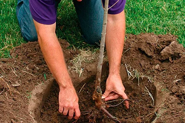 посадка яблони Розовый Налив10