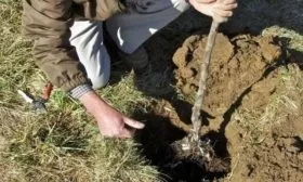 посадка яблони Символ