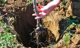 посадка яблони Синап Орловский9