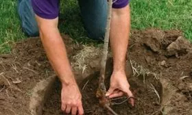 посадка яблони Синап северный