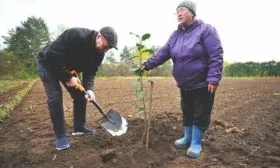 посадка яблони сорта Грушовка московская