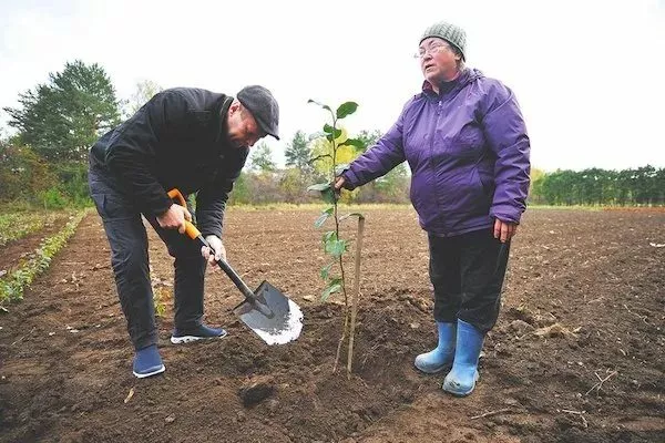 посадка яблони сорта Грушовка московская