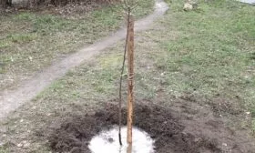 посадка яблони сорта Рождественское