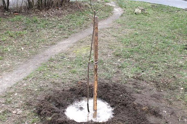 посадка яблони сорта Рождественское