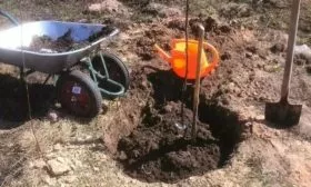 посадка яблони Союз