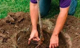 Посадка яблони Валюта