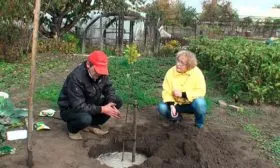 Посадка яблони Яблоня Жигулёвское