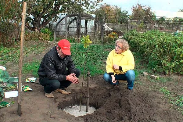 Посадка яблони Яблоня Жигулёвское