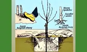 посадка Яблоня Гала22