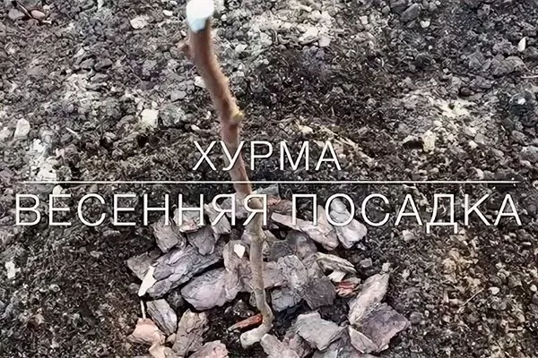 Посадочная яма Хурма Шарон