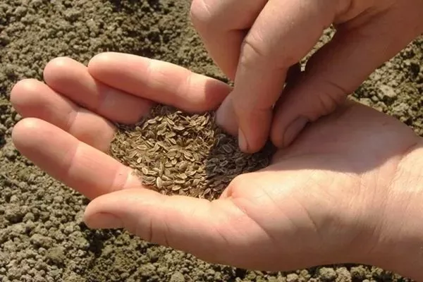 посев семян укропа Аврора