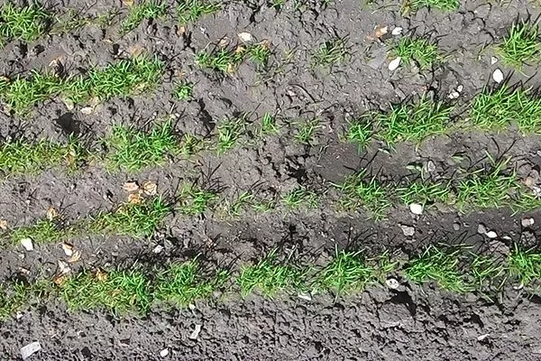 Посев в грунт Укроп Карлик