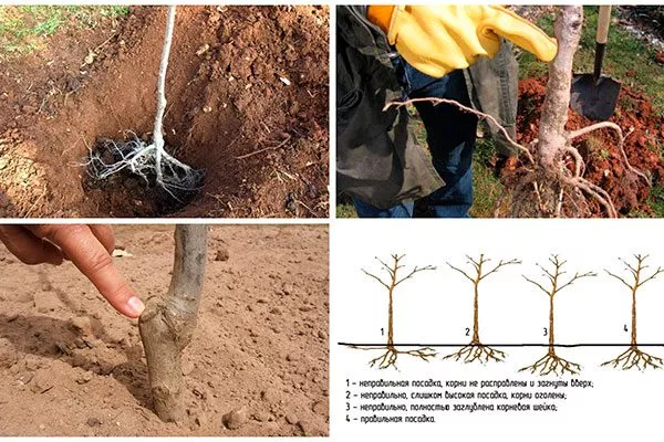 Пошаговая инструкция высадки саженцев яблони Яблоня Спартан