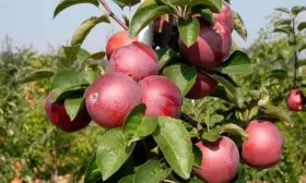 поздний Яблоня Спартан