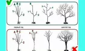 правила обрезки яблонb Орловское полосатое10